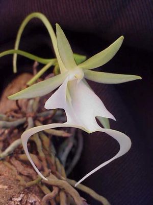Ghost_Orchid.jpg