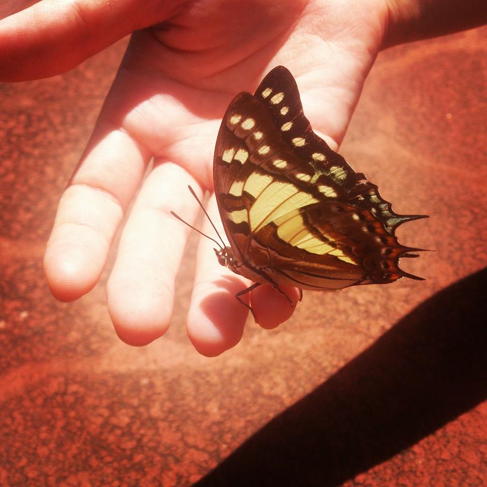 butterfly my hand.jpg