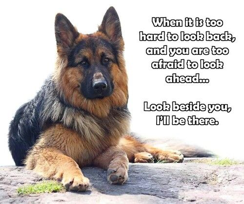 gsd3.jpg
