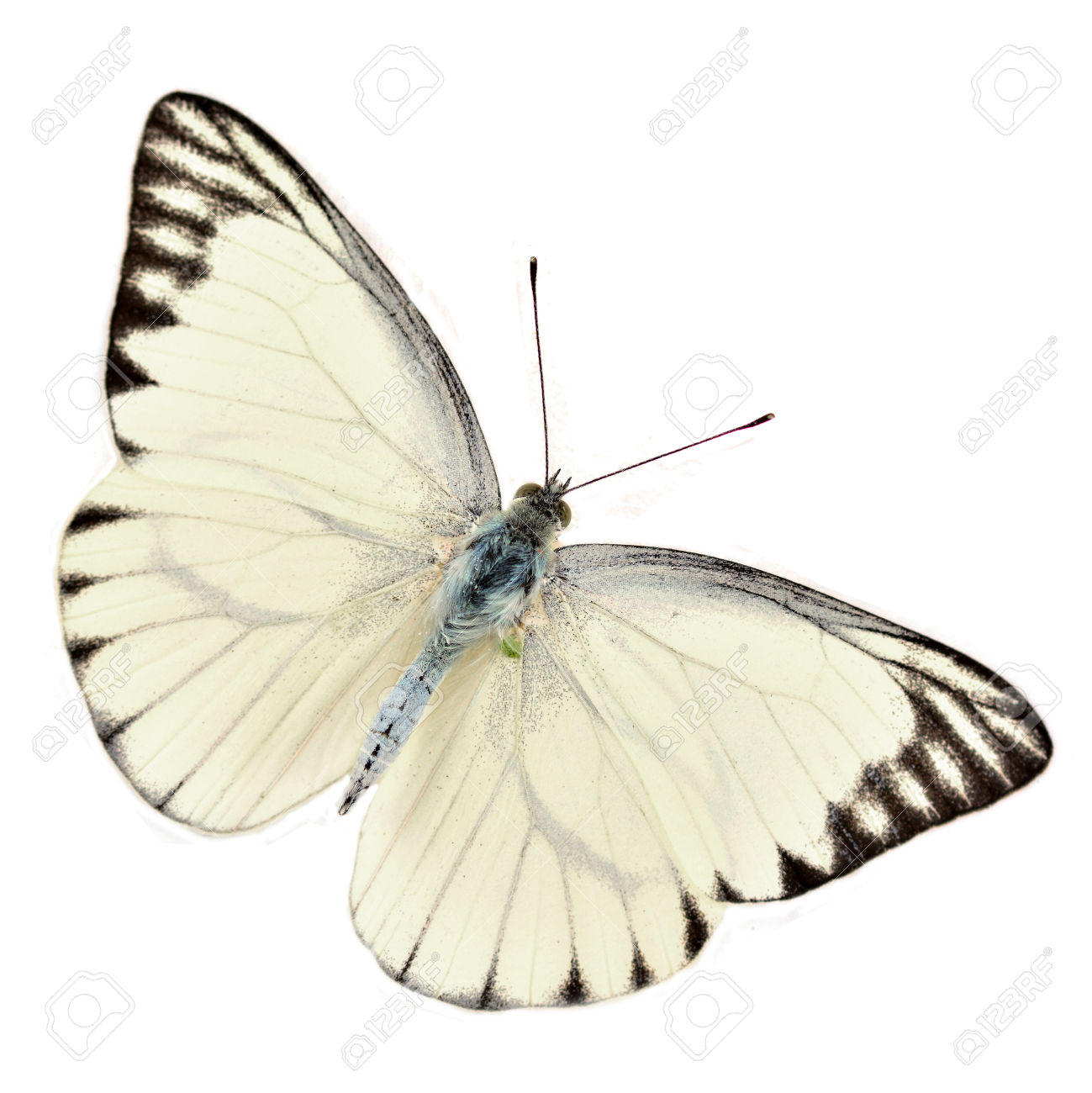 butterfly1.jpg